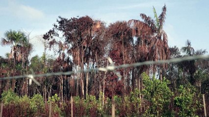 Amazônia Legal registra forte queda no desmatamento em fevereiro