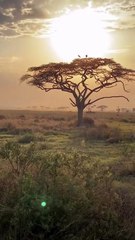 Amazing African wildlife #animallife #travel