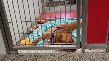Zara 6y A839698 kennel 189 PACC shelter 4 the most part I'm inconsequential to her, which is fine 1000006983