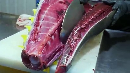 World's Sharpest Tuna Knife！Superb yellowfin Tuna cutting skill