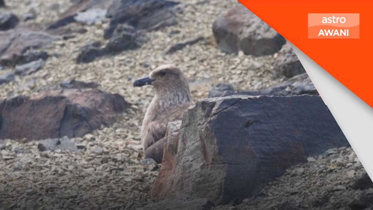 Kematian Burung Skua di Antartika meningkat akibat jangkitan H5N1