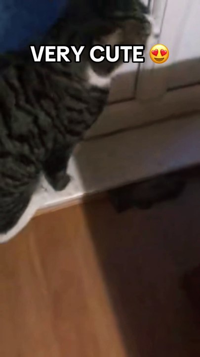 Cute cat
