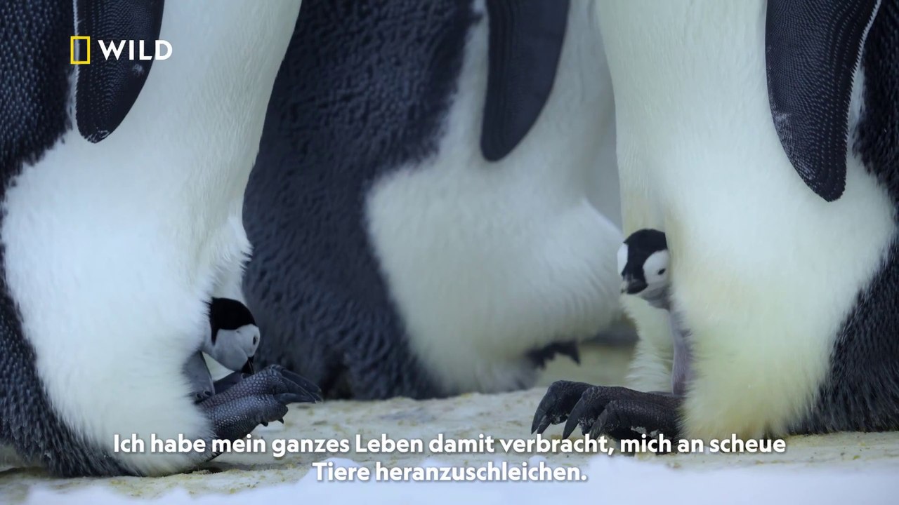 Die geheimnisvolle Welt der Pinguine - S01 Trailer (Deutsch) HD
