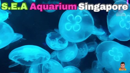 Sea Aquarium Singapore Tour | Resorts World Sentosa | Singapore | Singapore Oceanarium | Saltwater Aquarium | Aquarium | 13