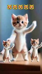 😻💃Cat videos funny dance 😻💃#cat #lovelyecats #catvideos #cute #shorts #shortsvideo