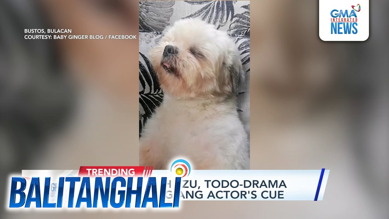 Alagang shih tzu, todo-drama nang marinig ang actor's cue | Balitanghali