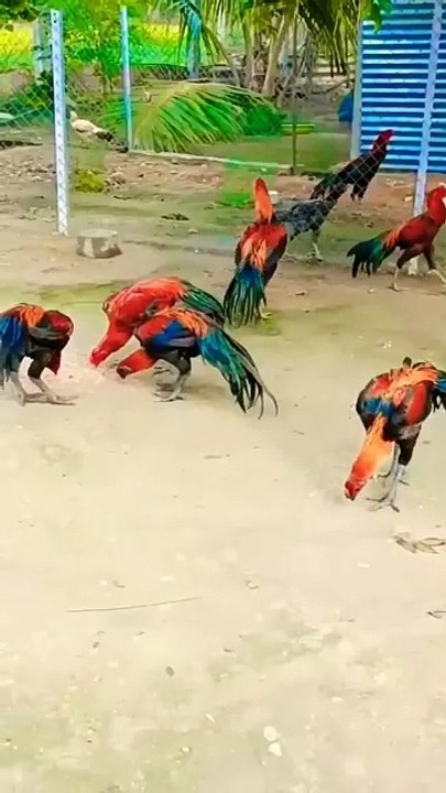Hen#aseel murgha#fighting murgh