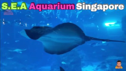 Sea Aquarium Singapore Tour | Resorts World Sentosa | Singapore | Singapore Oceanarium | Saltwater Aquarium | Aquarium | 17
