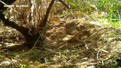 Kırıkkale'den şaşırtan görüntüler: Doğanın en özel anları kamerada