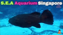 Sea Aquarium Singapore Tour | Resorts World Sentosa | Singapore | Singapore Oceanarium | Saltwater Aquarium | Aquarium | 18
