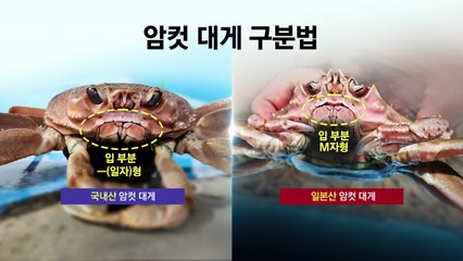 '국가가 금지한 맛?' 일본산 둔갑한 대게...입 모양으로 구분하세요 [앵커리포트] / YTN