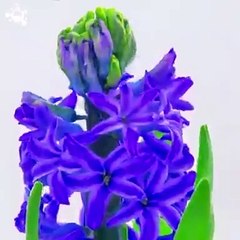 Beautiful Dua and in this vedio khuda ki qudrat