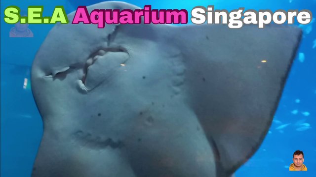 Sea Aquarium Singapore Tour | Resorts World Sentosa | Singapore | Singapore Oceanarium | Saltwater Aquarium | Aquarium | 20