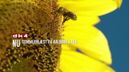 Sommerblæst på Aalborg Havn 2018 DK4