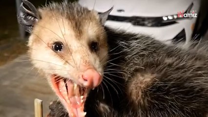 Złodziej próbuje otworzyć bramę o 2 w nocy: 42 miliony osób ostrzega właścicielkę posesji