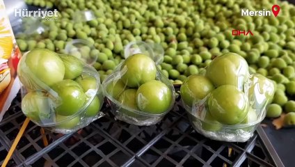 Sadece 10 kilo toplandı! Dubai ve Katar'a ihraç edildi... İlk hasat eriklerin fiyatı şaşırttı