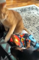 Cute cat and dog😼😂😂 #viralvideoシ #cat #short #dog