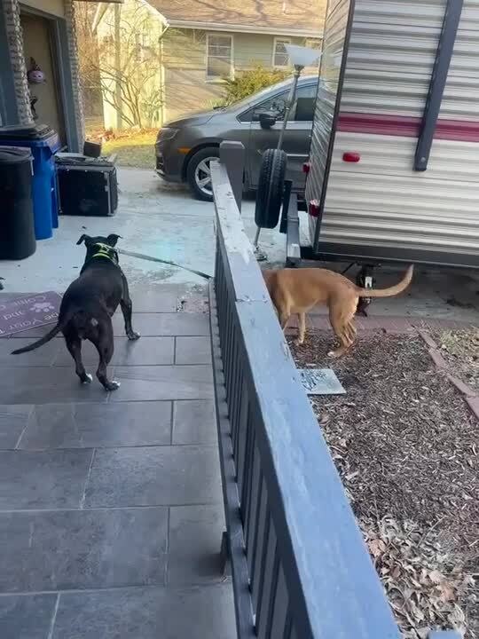 Golden Ridgeback Pup Grabs Leash and Takes Amer...