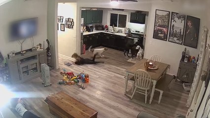 Girl Trips Over Dog and Falls