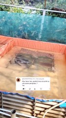 Ini alasan kenapa air kolam pemijahan lele harus jernih