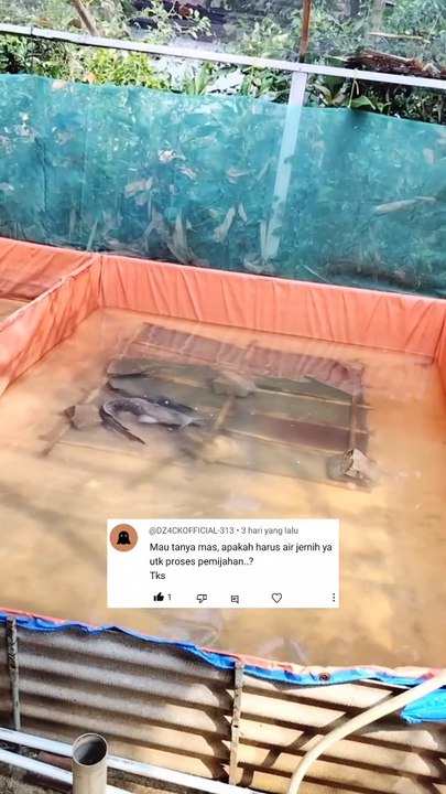 Ini alasan kenapa air kolam pemijahan lele harus jernih