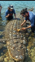 🐊✨ Rescue Team Cleans a GIANT Alligator Covered in Barnacles! INCREDIBLE Transformation!