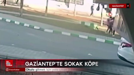Gaziantep'te 3 öğrenciye sokak köpekleri saldırdı