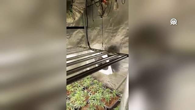 Sultanbeyli'de 2 evde kurduğu serada Hint keneviri yetiştiren zanlı yakalandı