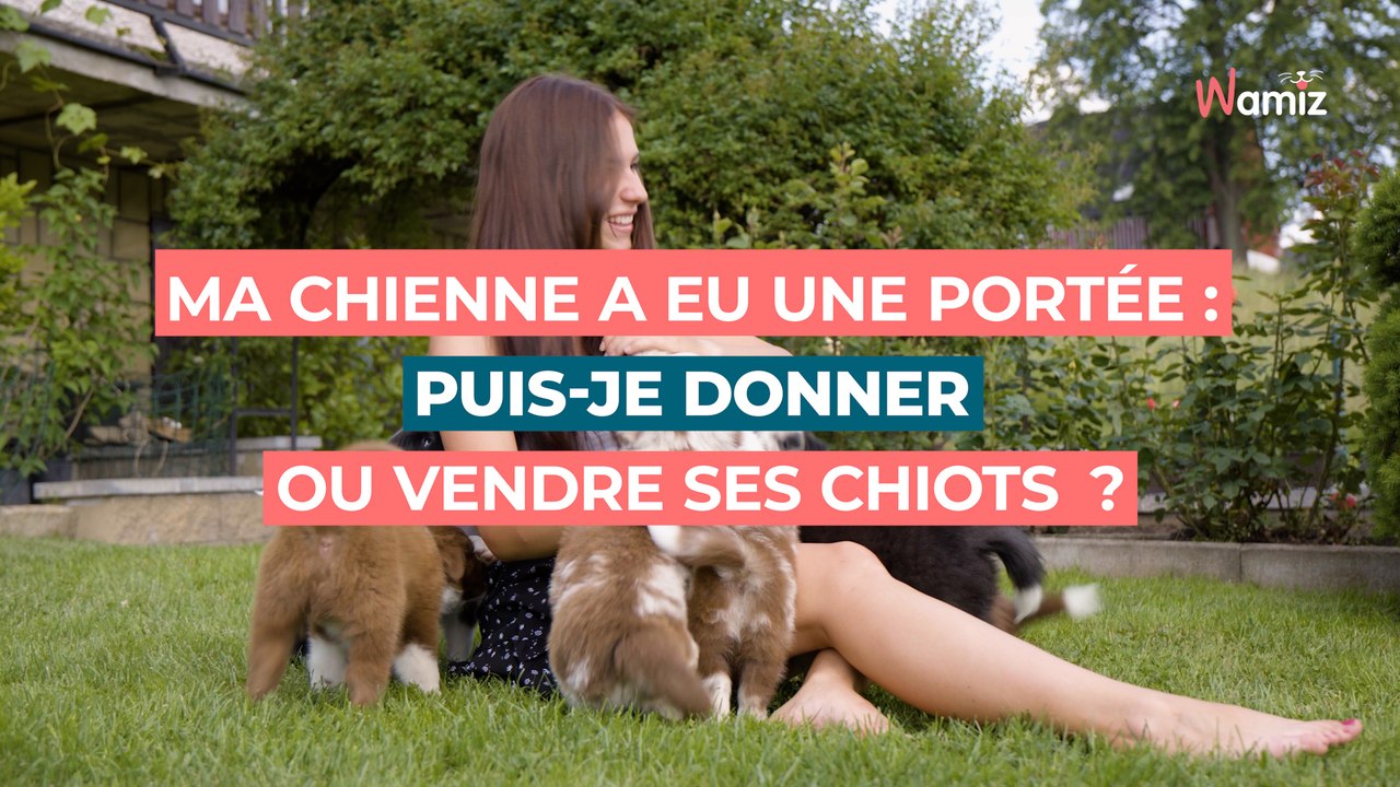 Ma chienne a eu une portée : puis-je donner ou vendre ses chiots  ?