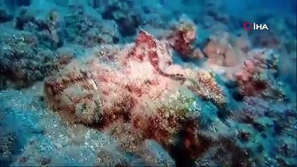 Denizlerimizin sessiz, gizemli ve büyülü canlılarının nesli tehdit altında