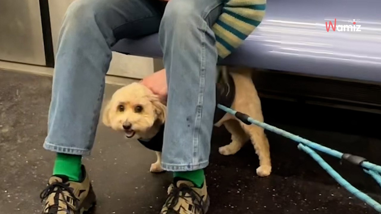 Jej pies zaczepia w metrze pasażera. Okazuje się, że to słynny aktor! (video)