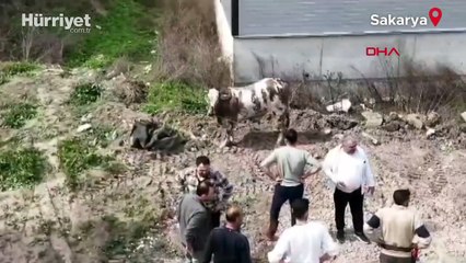 Sahibinin elinden kaçan boğa, trafiği birbirine kattı