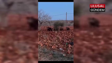 Şanlıurfa'da yaban domuzu paniği: Fıstık tarlasında görüntülendiler