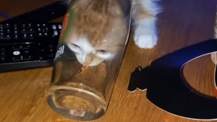 Cat with a 'smooth brain' comes up with a slick way to drink water from glass