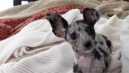This puppy's extraordinary features is leaving everyone speechless