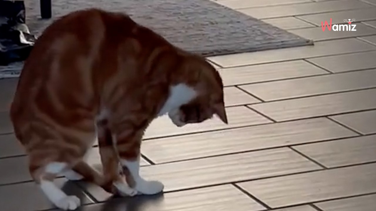 Ginger cat catches his tail and doesn't know what to do next (video)