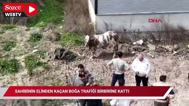Sahibinin elinden kaçan boğa, trafiği birbirine kattı