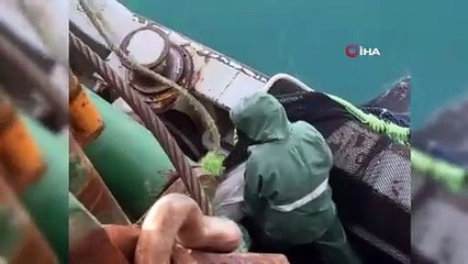 Sinoplu balıkçıların ağına birden fazla yunus takıldı