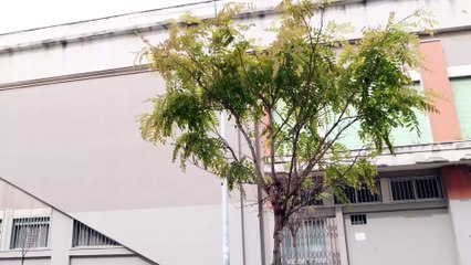 Alberi ForestaMe secchi e danneggiati: saranno tutti sostituiti