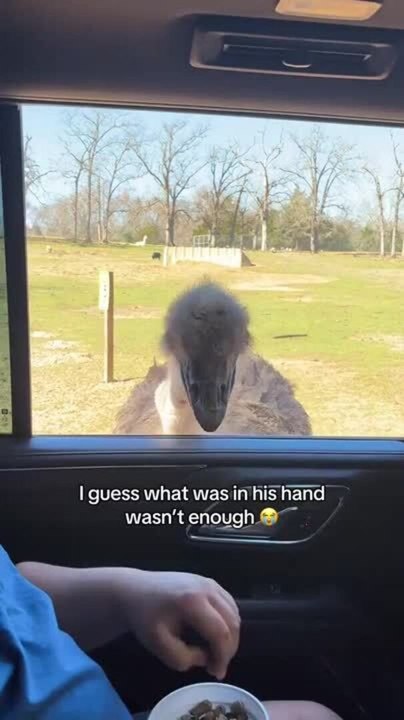 Ostrich Takes Food Bowl Away From Boy While He Is Feeding It by Hand