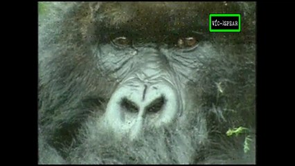 De la Cuna a la Tumba: Gorila el mayor de los simios - Documental (1999) Español Latino