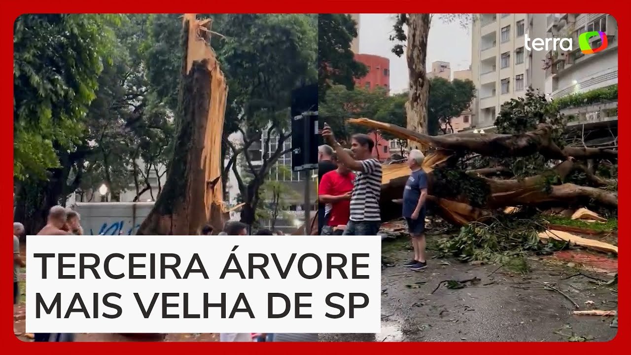 Temporal em São Paulo derrubou árvore de 200 anos, a terceira mais antiga da cidade