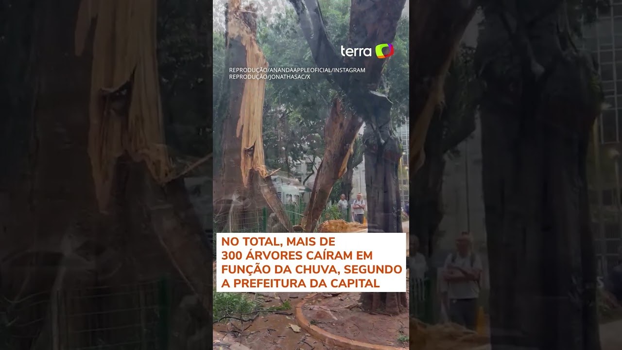 Temporal em São Paulo derrubou árvore de 200 anos, a terceira mais antiga da cidade #shorts