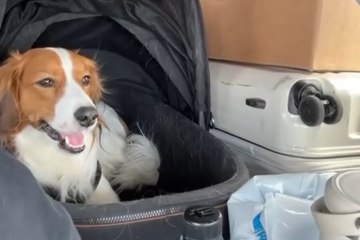 Shohei Ohtani presume a su perro Decoy en su aterrizaje en Japón: Estoy de vuelta”,