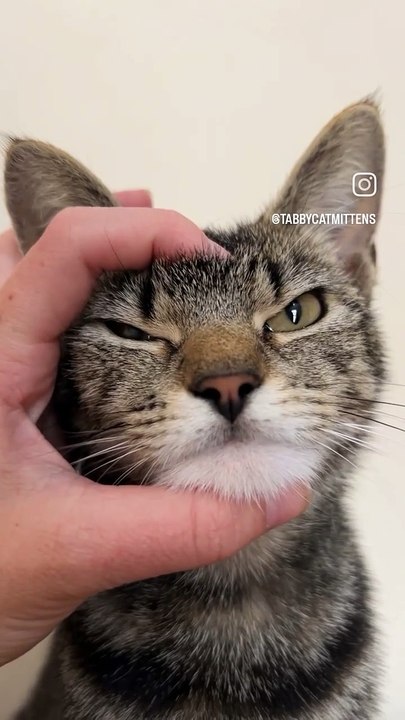 What is this cat?!