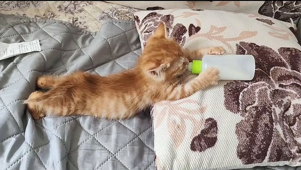 What is this cat?!