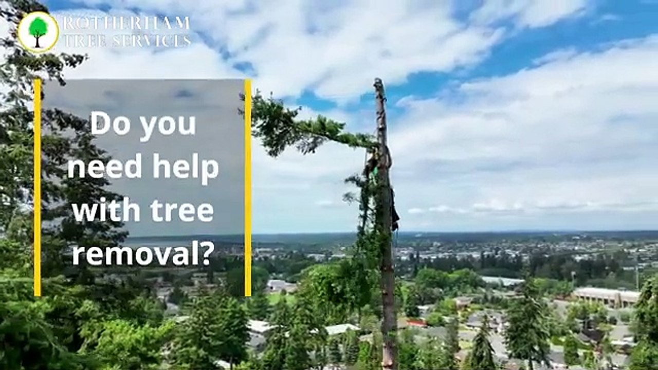 Tree Removal And Stump Grinding In Rotherham - Rotherham Tree Services