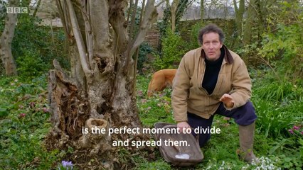 Snowdrop Propagation: Transforming Your Garden with Nature's Delicate Harbingers of Spring