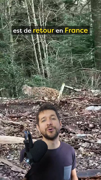 Les lynx sont de retour mais pour combien de temps ?