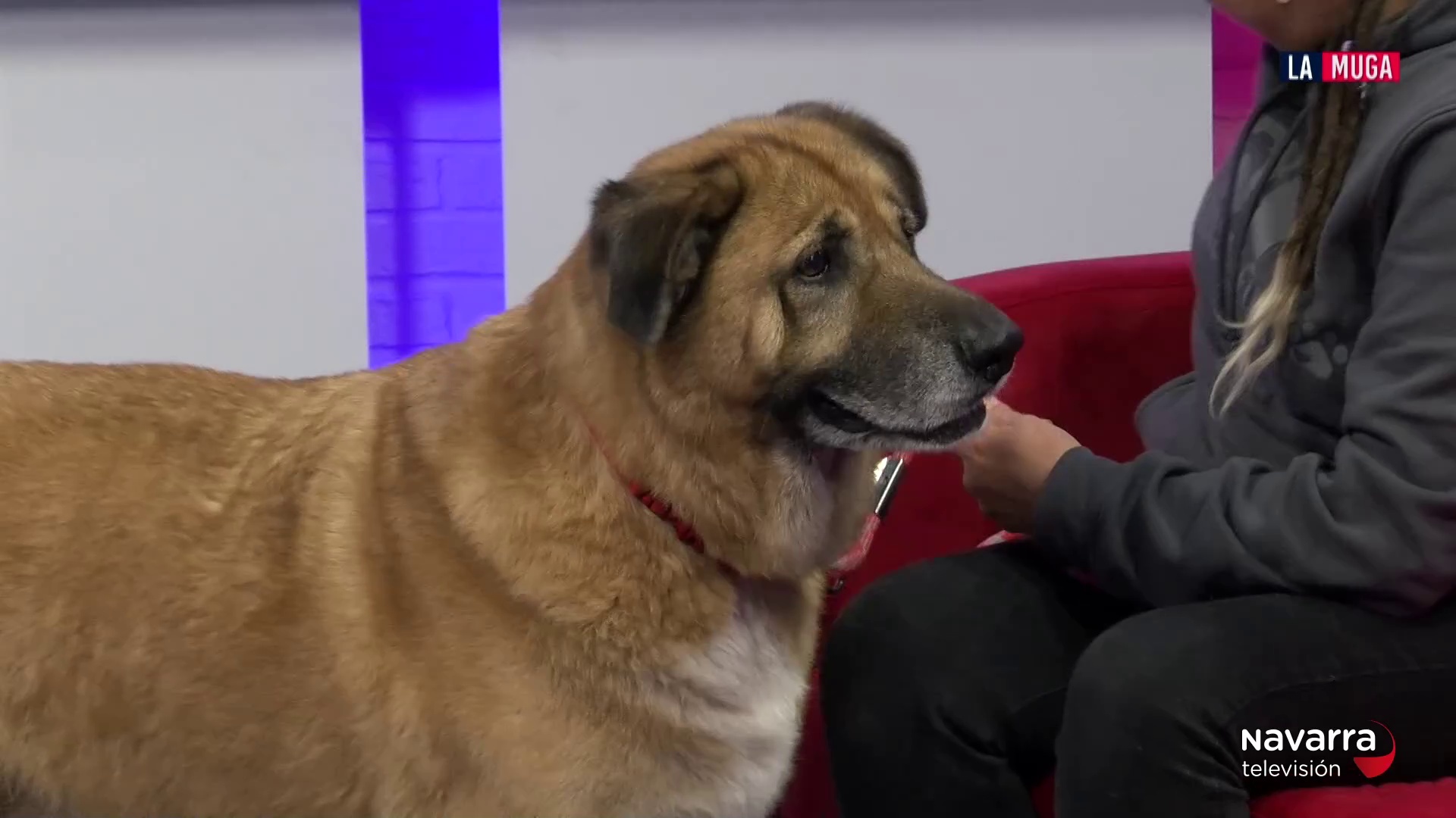 Adoptamos a Xena, una mastín muy mimosa que busca adopción en las Txikas de Etxauri